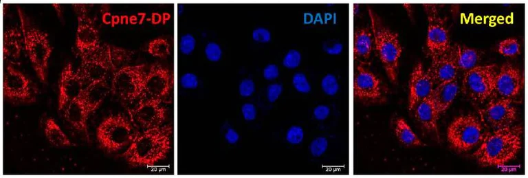 Immunocytochemistry - Cy5® Conjugation Kit (Fast) - Lightning-Link® (AB188288)