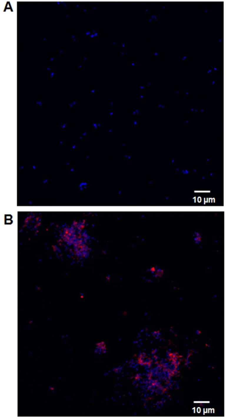 Immunocytochemistry/ Immunofluorescence - Cy5® Conjugation Kit (Fast) - Lightning-Link® (AB188288)