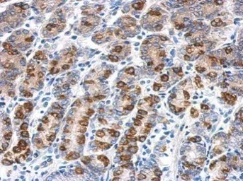 Immunohistochemistry (Formalin/PFA-fixed paraffin-embedded sections) - Anti-CYB5R1 antibody (AB104217)
