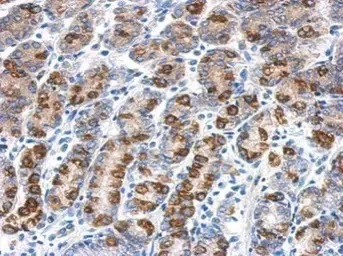Immunohistochemistry (Formalin/PFA-fixed paraffin-embedded sections) - Anti-CYB5R1 antibody (AB104217)