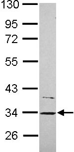 Western blot - Anti-CYB5R1 antibody (AB104217), expandable thumbnail