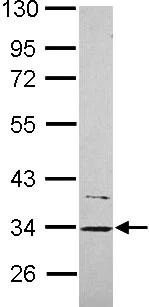 Western blot - Anti-CYB5R1 antibody (AB104217)