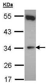 Western blot - Anti-CYB5R1 antibody (AB96103), expandable thumbnail