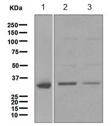 Western blot - Anti-CYB5R3 antibody [EPR3867] (AB109620)