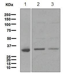 Western blot - Anti-CYB5R3 antibody [EPR3867] (AB109620)