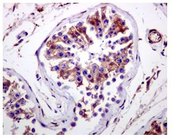 Immunohistochemistry (Formalin/PFA-fixed paraffin-embedded sections) - Anti-CYB5R3 antibody [EPR3867] - BSA and Azide free (AB247909)