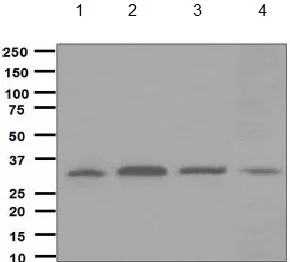 Western blot - Anti-CYB5R3 antibody [EPR3868] - BSA and Azide free (AB248422)