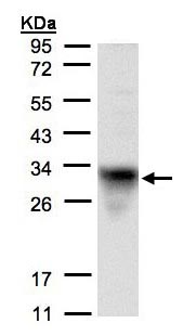 Western blot - Anti-CYC1 antibody (AB137757)