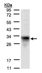 Western blot - Anti-CYC1 antibody (AB137757)