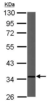 Western blot - Anti-CYC1 antibody (AB137757)