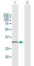 Western blot - Anti-CYC1 antibody (AB167568)
