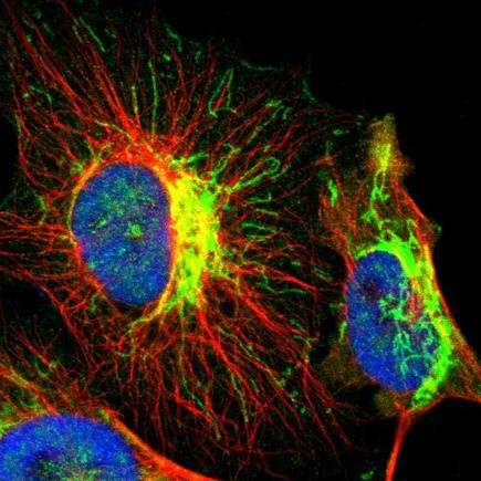 Immunocytochemistry/ Immunofluorescence - Anti-CYC1 antibody (AB224044)