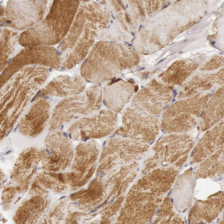 Immunohistochemistry (Formalin/PFA-fixed paraffin-embedded sections) - Anti-CYC1 antibody (AB224044)
