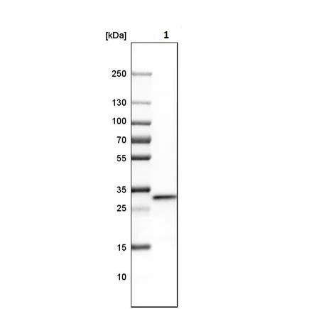 Western blot - Anti-CYC1 antibody (AB224044)