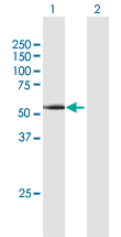 Western blot - Anti-Cyclin A1 antibody (AB172317), expandable thumbnail