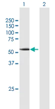 Western blot - Anti-Cyclin A1 antibody (AB172317)