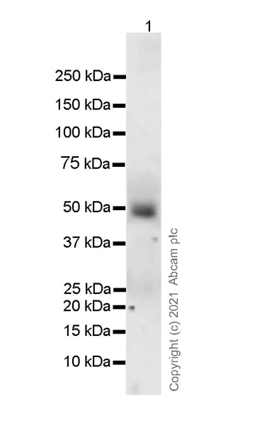 Western blot - Anti-Cyclin A1 antibody [EPR24373-146] (AB270940)