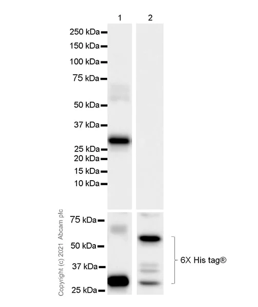 Western blot - Anti-Cyclin A1 antibody [EPR24373-146] (AB270940)