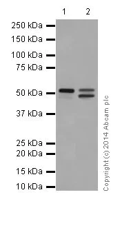 Western blot - Anti-Cyclin A1 + Cyclin A2 antibody [EPR18054] (AB185619)