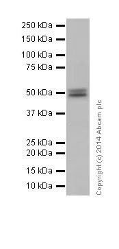 Western blot - Anti-Cyclin A1 + Cyclin A2 antibody [EPR18054] (AB185619)