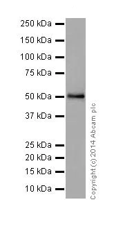 Western blot - Anti-Cyclin A1 + Cyclin A2 antibody [EPR18054] (AB185619)