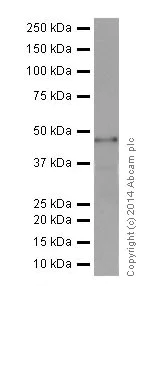 Western blot - Anti-Cyclin A1 + Cyclin A2 antibody [EPR18054] (AB185619)