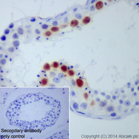 Anti-Cyclin A1 + Cyclin A2 antibody [EPR18054] - BSA and Azide free