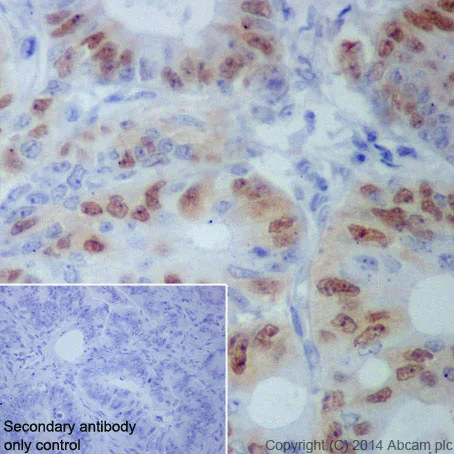 Immunohistochemistry (Formalin/PFA-fixed paraffin-embedded sections) - Anti-Cyclin A1 + Cyclin A2 antibody [EPR18054] - BSA and Azide free (AB240294)