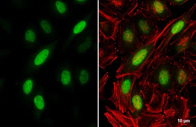 Immunocytochemistry/ Immunofluorescence - Anti-Cyclin A2 antibody (AB137769)