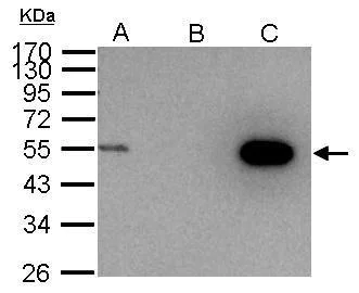 Immunoprecipitation - Anti-Cyclin A2 antibody (AB137769)