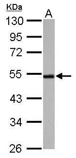 Western blot - Anti-Cyclin A2 antibody (AB137769)