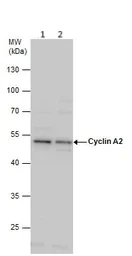 Western blot - Anti-Cyclin A2 antibody (AB137769)
