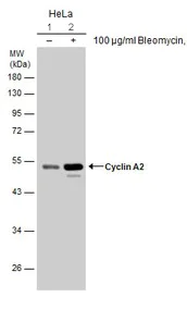 Western blot - Anti-Cyclin A2 antibody (AB137769)