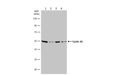 Western blot - Anti-Cyclin A2 antibody (AB137769)