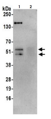 Immunoprecipitation - Anti-Cyclin A2 antibody (AB264382)