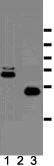 Western blot - Anti-Cyclin A2 antibody [E23.1] (AB38)