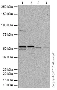 Western blot - Anti-Cyclin A2 antibody [E23.1] (AB38)