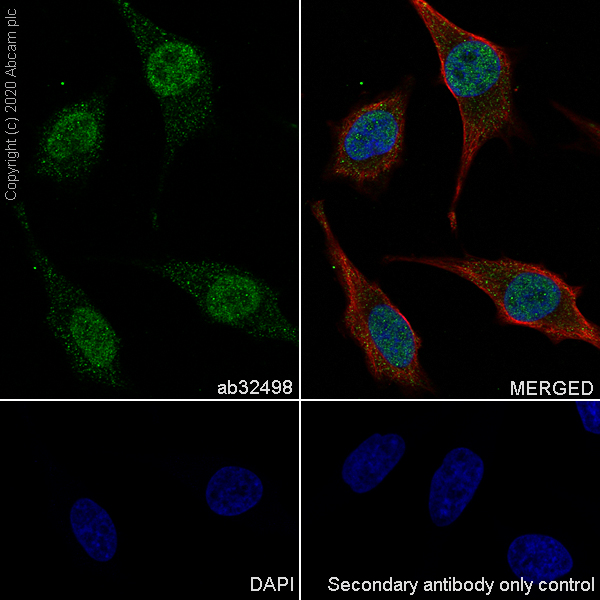 Immunocytochemistry/ Immunofluorescence - Anti-Cyclin A2 antibody [E399] (AB32498)