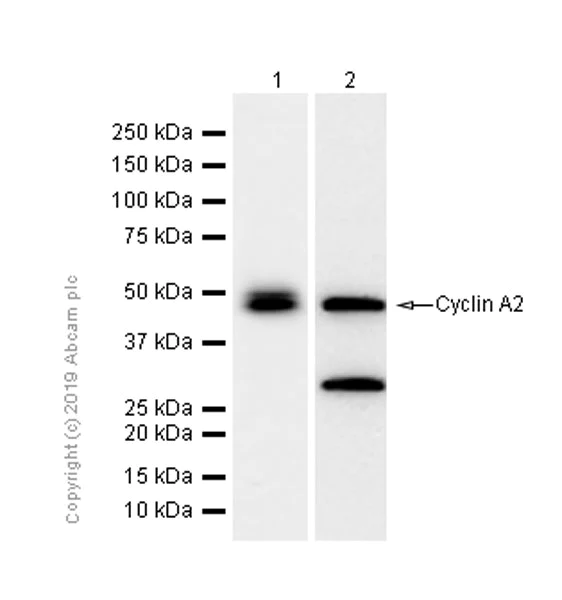 Western blot - Anti-Cyclin A2 antibody [E399] (AB32498)