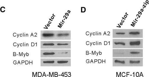 Western blot - Anti-Cyclin A2 antibody [E399] (AB32498)