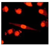Immunocytochemistry/ Immunofluorescence - Anti-Cyclin A2 antibody [E399] - BSA and Azide free (AB247261)