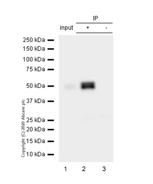 Immunoprecipitation - Anti-Cyclin A2 antibody [E399] - BSA and Azide free (AB247261)