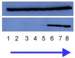 Immunoprecipitation - Anti-Cyclin A2 antibody [E67.1] (AB39)