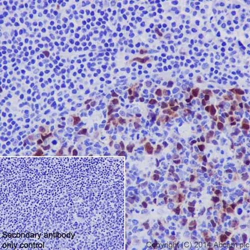 Immunohistochemistry (Formalin/PFA-fixed paraffin-embedded sections) - Anti-Cyclin A2 antibody [EPR17351] (AB181591)