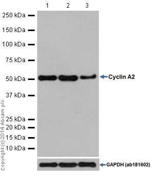 Western blot - Anti-Cyclin A2 antibody [EPR17351] (AB181591)