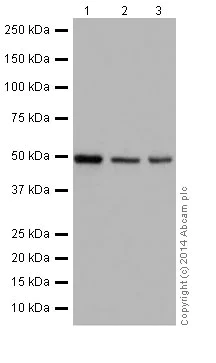 Western blot - Anti-Cyclin A2 antibody [EPR17351] (AB181591)
