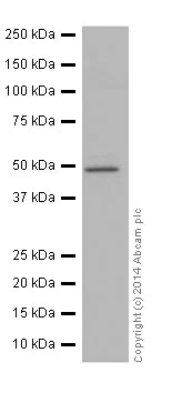 Western blot - Anti-Cyclin A2 antibody [EPR17351] (AB181591)