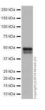 Western blot - Anti-Cyclin A2 antibody [EPR17351] (AB181591)