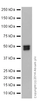 Western blot - Anti-Cyclin A2 antibody [EPR17351] (AB181591)