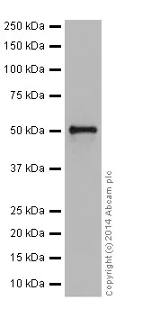 Western blot - Anti-Cyclin A2 antibody [EPR17351] (AB181591)